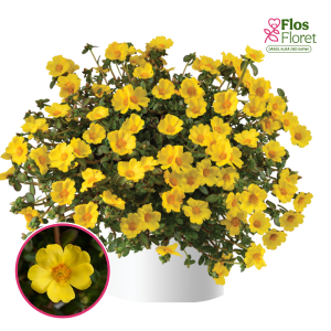 R51. Portulaka - Pazzaz Mega Gold