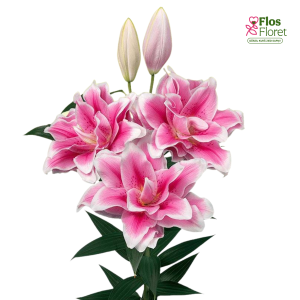 148A. - Lilija OR ROSELILY Mikaela