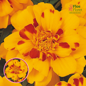 Zemā samtene - Solena Bolero. SĒKLAS _25s