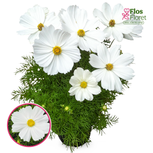 R53. Kosmeja - Casanova White