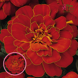 Zemā samtene - Solena Red. SĒKLAS _25s