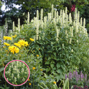 Agastahe - Alabaster