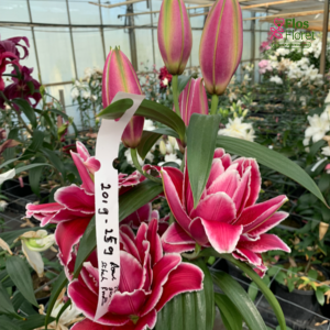 Lilija OR ROSELILY Nigella