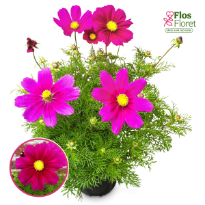 R54. Kosmeja - Casanova Violet