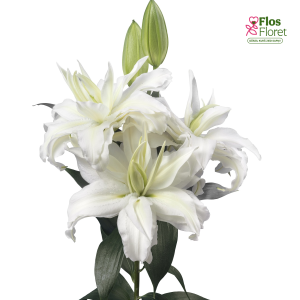 Lilija OR ROSELILY Petronella