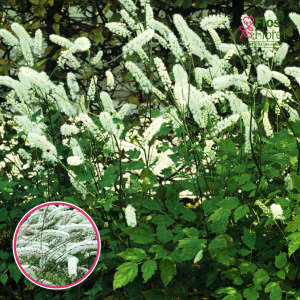 Vienkāršā sudrabsvece - White Pearl