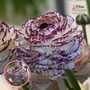 Z18. Āzijas gundegas - ELEGANCE® 'Bianco Striato'