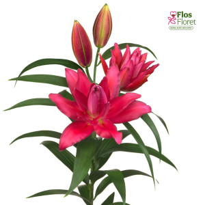Lilija OR ROSELILY Rihanna
