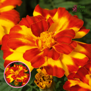 Zemā samtene - Texana Bolero. SĒKLAS _25s