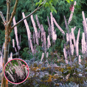 Vienkāršā sudrabsvece - Pink Spike