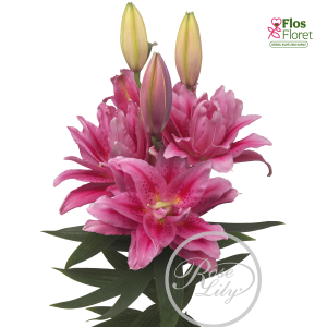 Lilija OR ROSELILY Viola