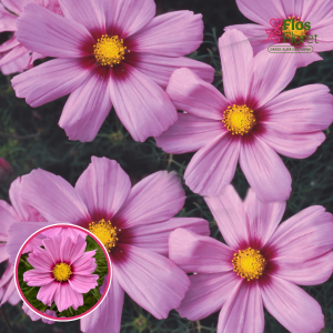 R58. Kosmeja - Sonata  Pink Blush