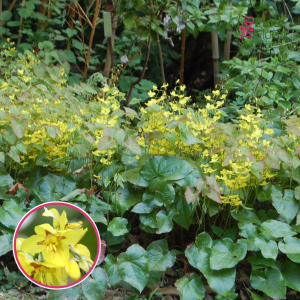 Epimēdija  - Epimedium pinnatum colchicum