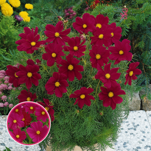 R59. Kosmeja - Sonata  Carmine