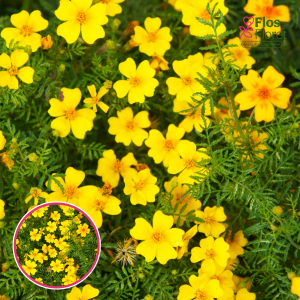 Sīklapu samtene - Luna Lemon Yellow. SĒKLAS _25s