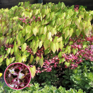 Epimēdija sarkanā - Epimedium rubrum