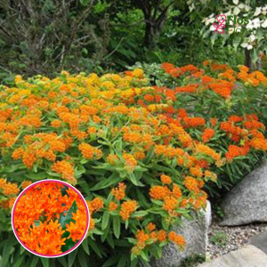 Bumbuļainā asklēpija - Asclepias tuberosa