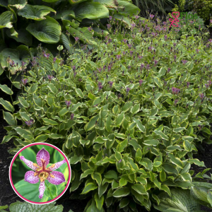 Tricirte Taivānas - Autumn Glow