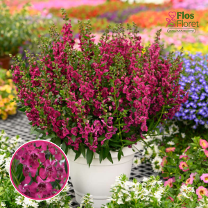 R63. Angelonija - Cherry