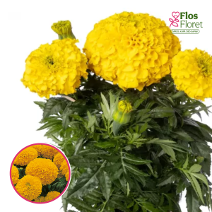 Augstā samtene - Inca II Gold. SĒKLAS _10s