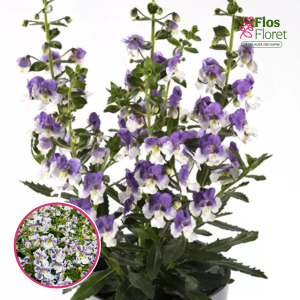 R64. Angelonija - Adessa Blue Bicolor