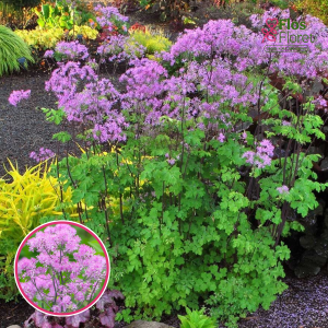 Saulkrēsliņš - Black Stockings