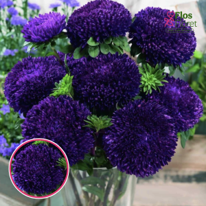 Ķīnas astere - Syringa Purple. SĒKLAS _25s