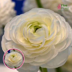 Z19. Āzijas gundegas - ELEGANCE® 'Bianco'