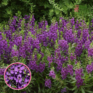 R66. Angelonija - Archangel Purple