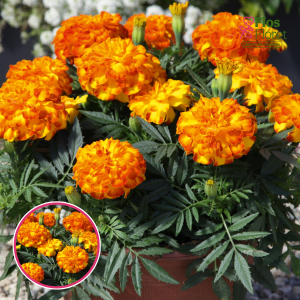 Zemā samtene - Fidenza Bolero. SĒKLAS _10s