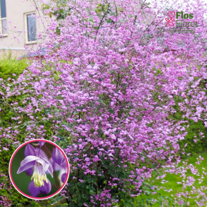 Saulkrēsliņš - Purple Wings