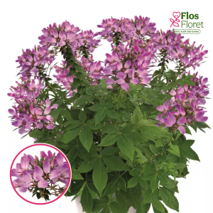 R67. Kleome - Kelly Rose