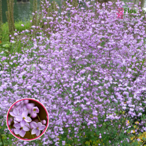 Saulkrēsliņš - Splendide