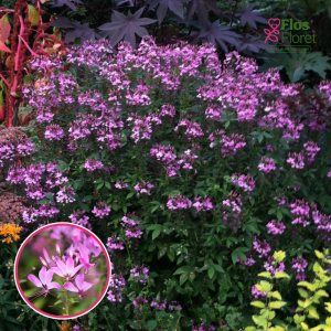 Saulkrēsliņš - Splendide White