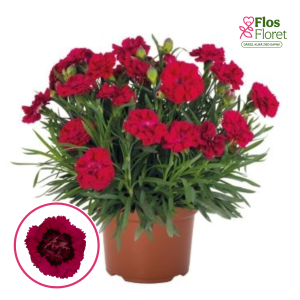 R69. Dārza neļķe - Dancing Flamenco