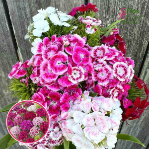 Čemurneļķe jeb studentneļķe - Bodestolz Mix. SĒKLAS _10s