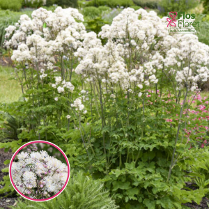 Saulkrēsliņš - Cotton Ball