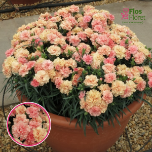 R70. Dārza neļķe - Dinamic Apricot