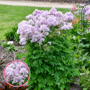 Saulkrēsliņš - Cotton Candy