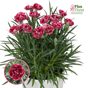 R71. Dārza neļķe - Dinamic Burgundy Bicolor