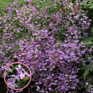 Saulkrēsliņš - Thalictrum delavayi decorum