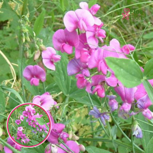 Puķuzirnis_Platlapu debestiņa - Lathyrus latifolius. SĒKLAS _10s