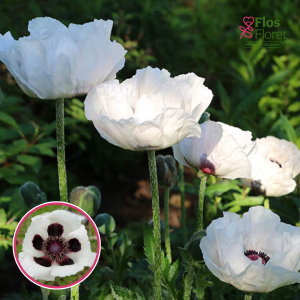 Austrumu magone - Checkers