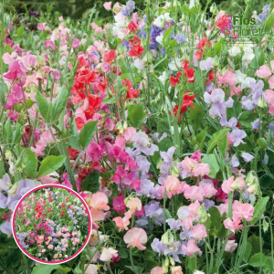 Puķuzirnis - Lathyrus odoratus mix . SĒKLAS _10s