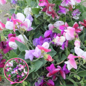 Puķuzirnis - Lathyrus odoratus dwarf. SĒKLAS _10s