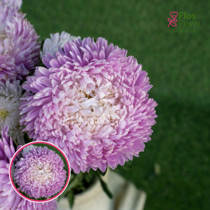 Ķīnas astere - Syringa Appleblossom. SĒKLAS _25s