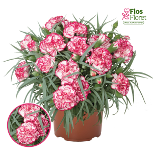 R76. Dārza neļķe - Menorca Hyeres