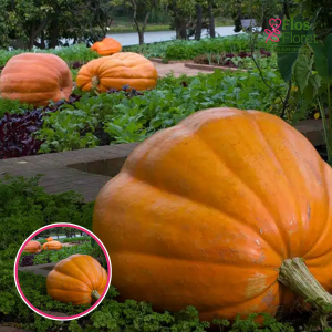 Ķirbis - Atlantic Giant. SĒKLAS _3s