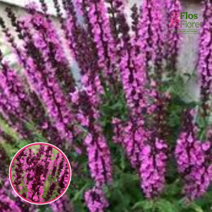 Izcilā salvija - Edula Rose