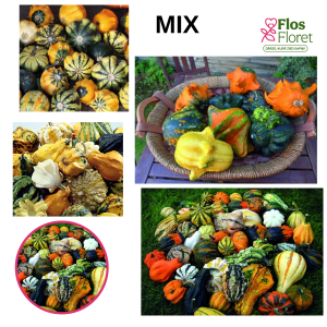 Ķirbis - Galaxy of Stars Mix, Gizmo Mix,  Little Indian Mix, Maya Mix. SĒKLAS _4s